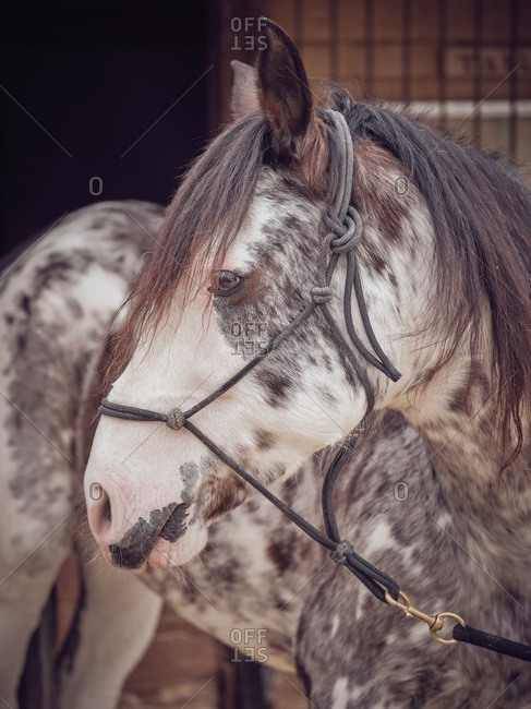 Beautiful horse with dapple gray fur standing near stable on ranch