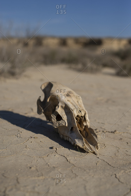 Cow Skull On Dried Earth In The Desert