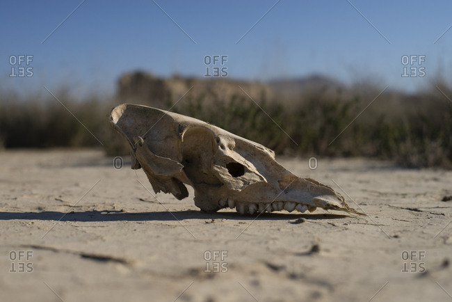Cow Skull On Dried Earth In The Desert