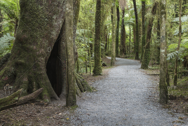 Trail through forest in Mount Aspiring National Park, New Zealand