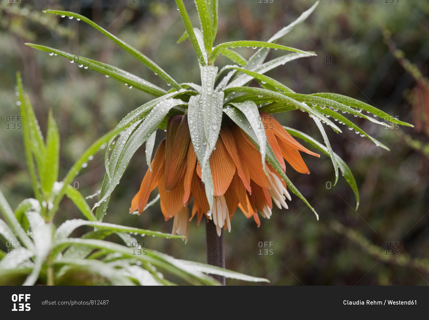 Rainy weather in spring- crown imperial