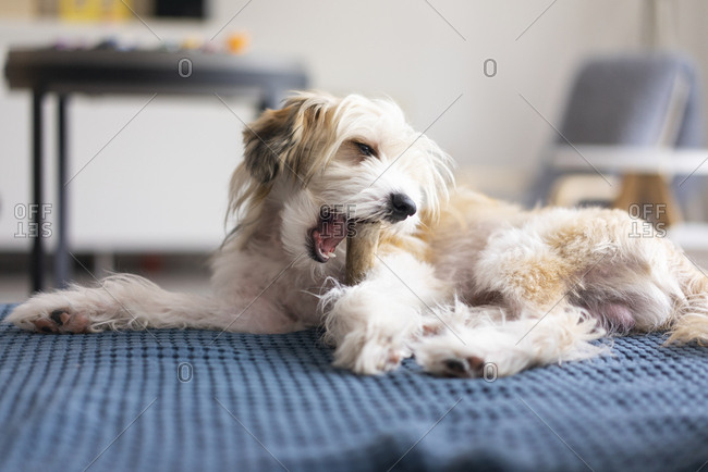 Dog lying on blanket- chewing on a bone