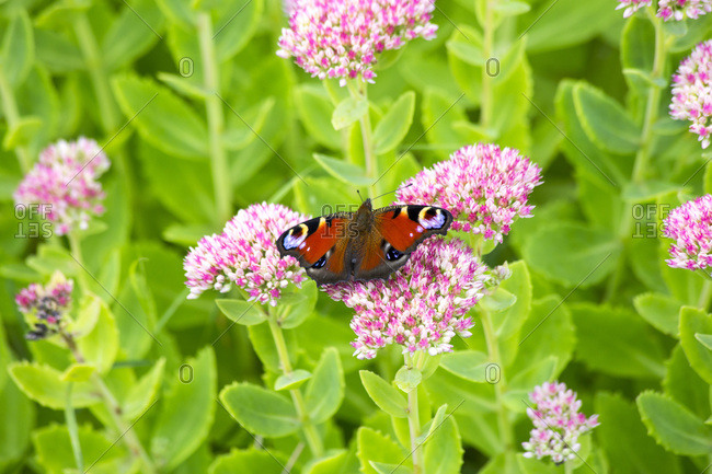 European Peacock on stonecrop