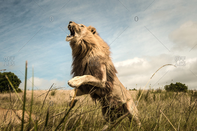fierce male lion