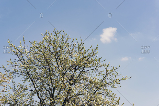 Tree blossoming in spring