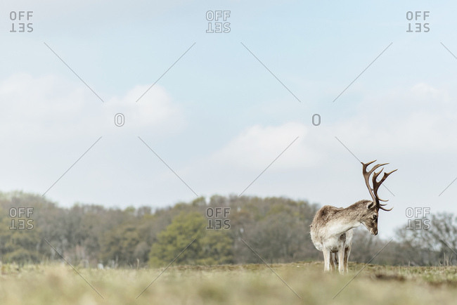 Male fallow deer grazing in a field