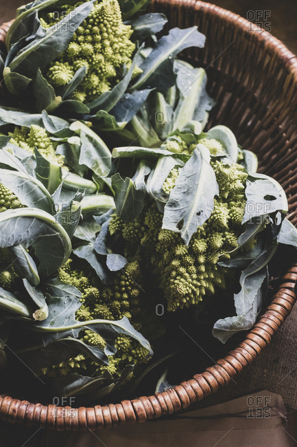 High angle close up of freshly harvested green Romanesco cauliflowers in wicker basket.