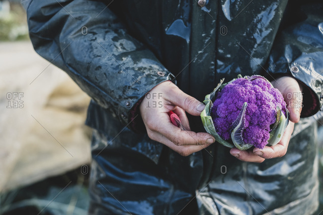 High angle close up of person holding freshly harvested purple cauliflower.