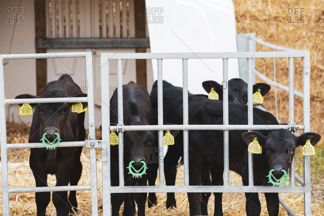 Group of black calves with spiked weaning nose rings in a metal pen on a farm.