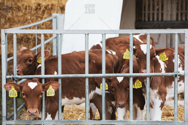 Group of Guernsey calves in a metal pen on a farm.