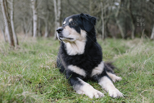 A mixed breed dog with a black coat with white patches, a therapy dog, lying on the grass outdoors.