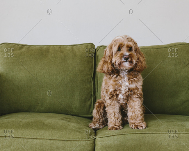 A cockapoo mixed breed dog, a cocker spaniel poodle cross, a family pet with brown curly coat sitting on a chair