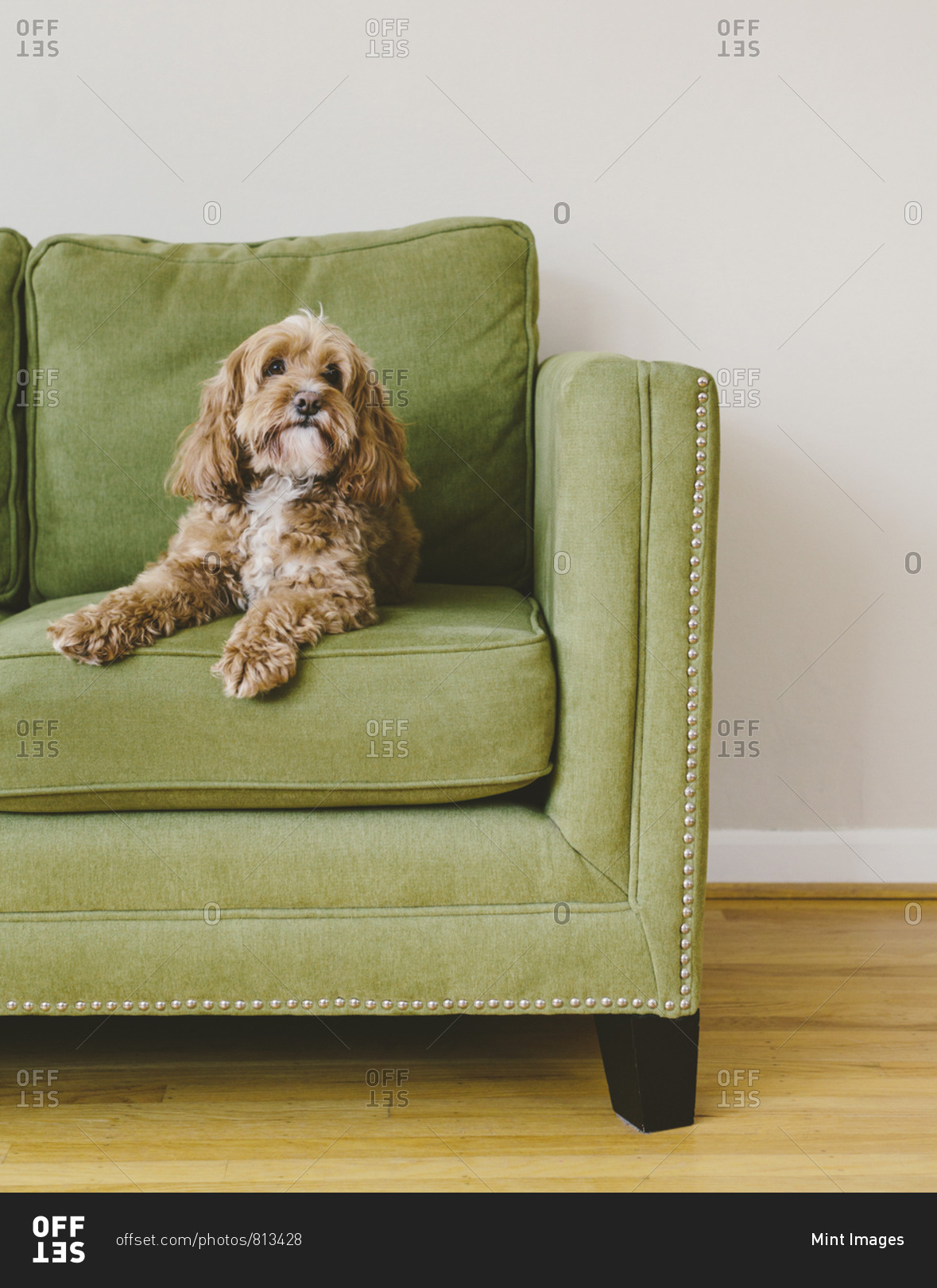 A cockapoo mixed breed dog, a cocker spaniel poodle cross, a family pet with brown curly coat sitting on a chair