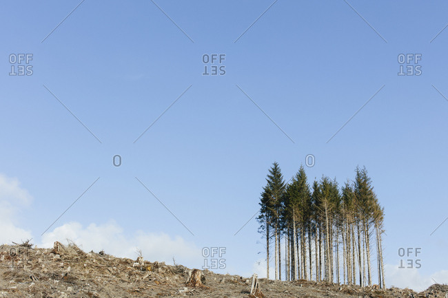 Open landscape, a hillside of logged spruce, hemlock and fir trees