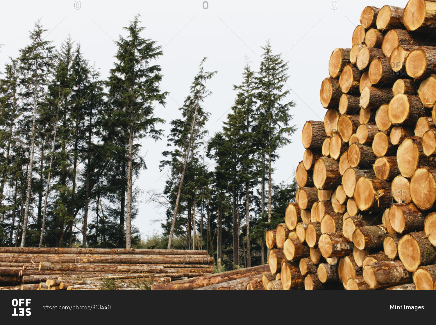 Stacked logs, freshly logged spruce, hemlock and fir trees