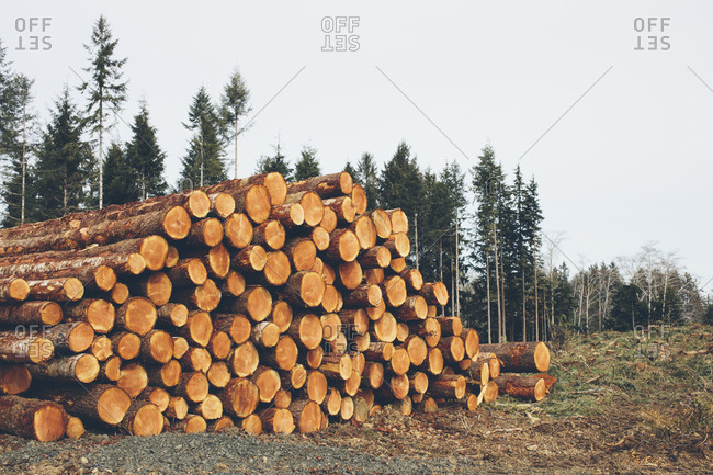 Stacked logs, freshly logged spruce, hemlock and fir trees