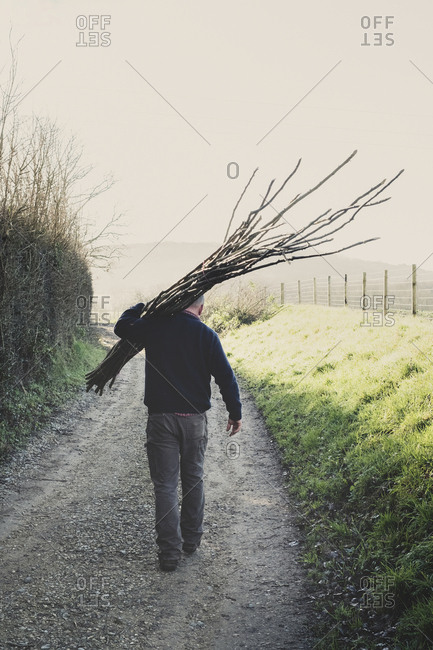 Rear view of man walking down rural path, carrying bunch of wooden pleachers used in traditional hedge building.