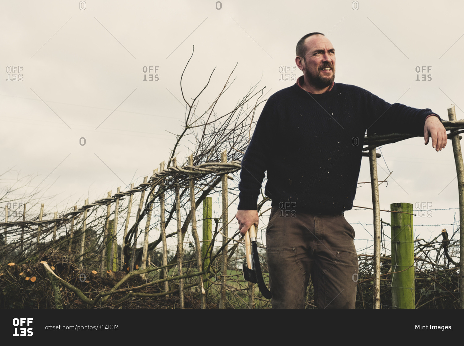 Smiling bearded man holding axe and bill hook standing next to a newly built traditional hedge.