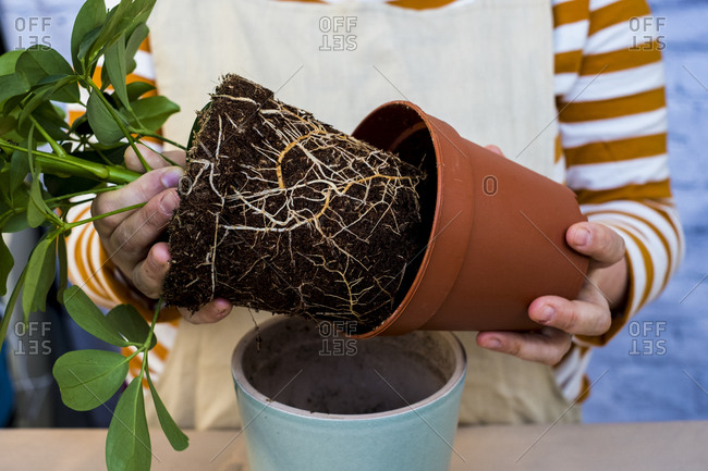 High angle close up of person re-potting plant into a blue terracotta pot.