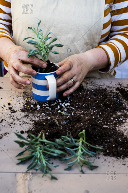 High angle close up of person planting succulent in potting soil in a coffee mug, succulent plants with soil attached to root.