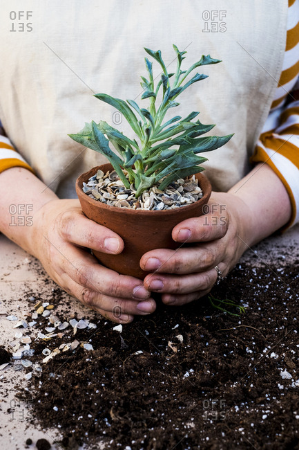 Close up of person holding terracotta pot with succulent.