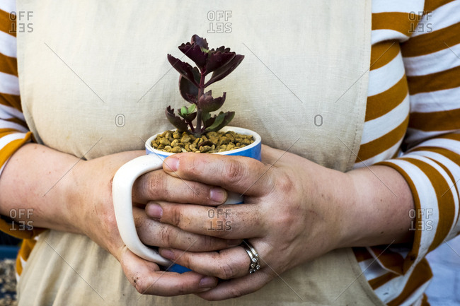 Close up of person holding coffee mug with succulent.