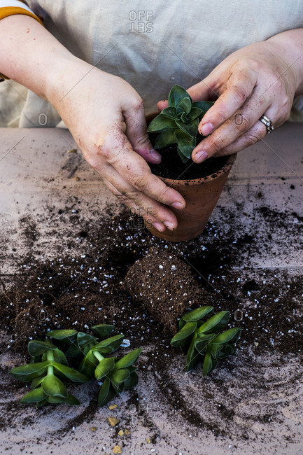 High angle close up of person planting succulent in potting soil in a terracotta pot, succulent plants with soil attached to root.
