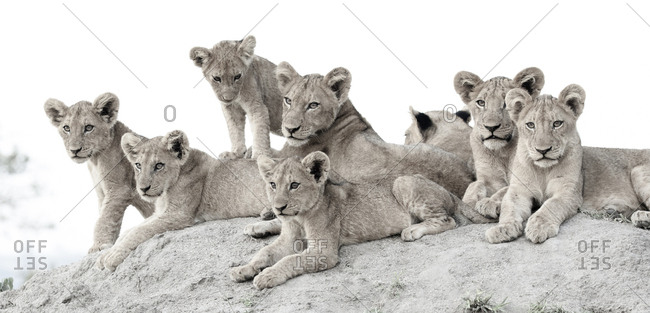 Lion cubs, Panthera leo, lie together on a termite mound, looking out of frame