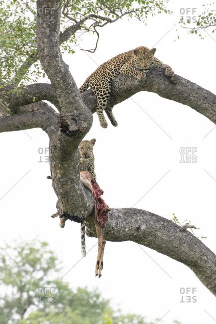A mother leopard and her cub, Panthera pardus, lie on tree branches with an impala kill, Aepyceros melampus