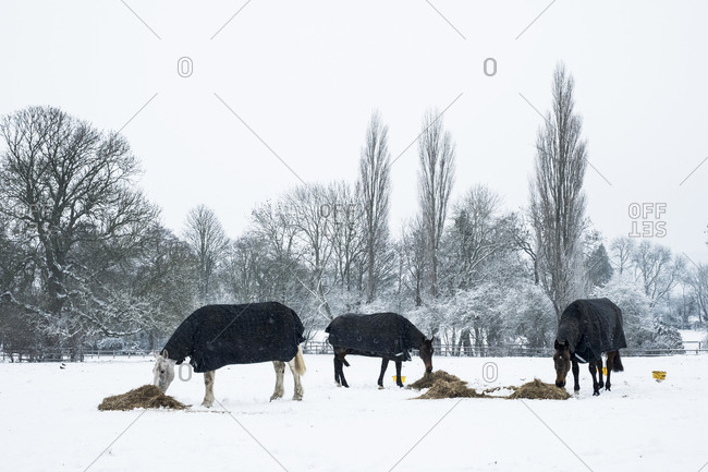 Three horses wearing horse blankets standing in a snow-covered paddock, eating hay.