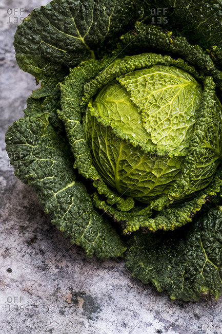 Still life, a fresh round green savoy cabbage