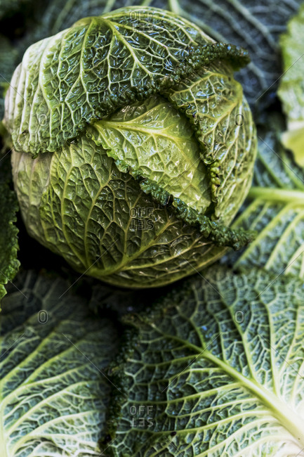 Still life, a fresh round green savoy cabbage