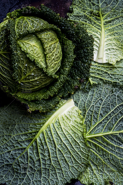 Still life, a fresh round green savoy cabbage