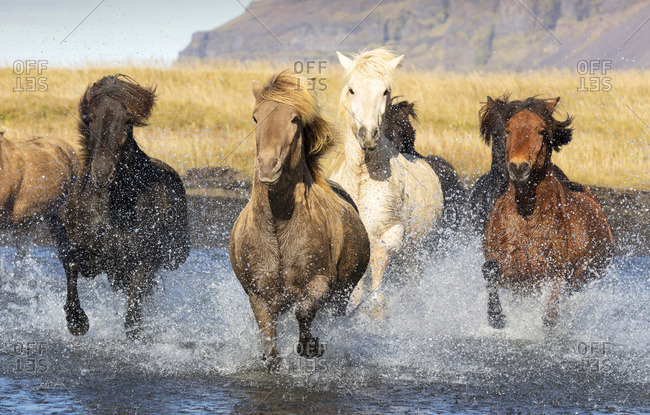 Icelandic horses running across a glacial river, South Iceland