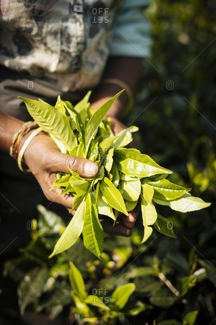 Tamil Woman Tea Picker in a Tea Plantation in the Highlands, Nuwara Eliya, Central Province, Sri Lanka, Asia