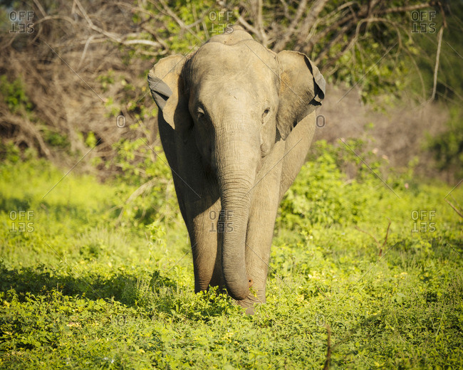 Elephant in Uda Walawe National Park, Uva Province, Sri Lanka, Asia