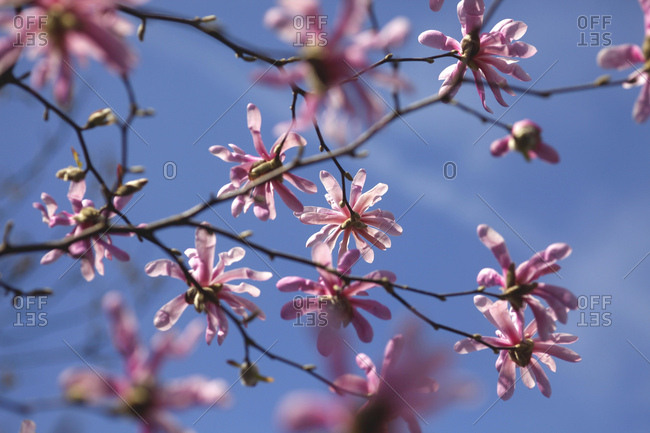 Pink blossoms of magnolia tree against blue sky
