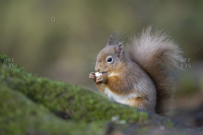 Red squirrel eating