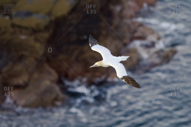 Scotland- flying Northern gannet