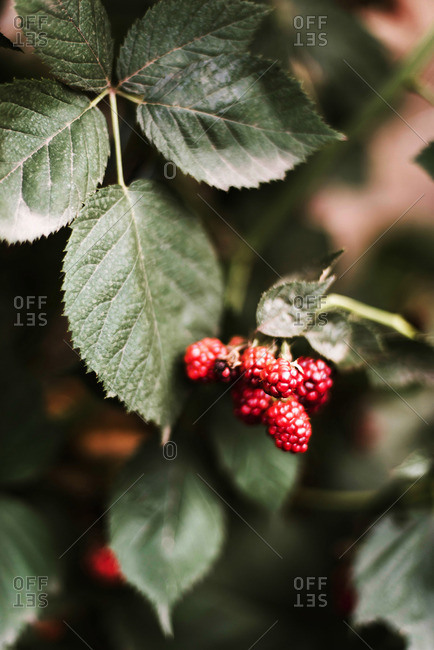 Blackberry on the vine.