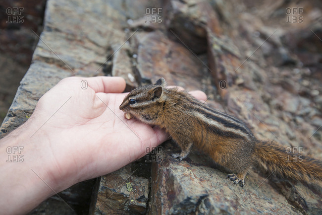 Least chipmunk,  tamias minimus,  eating from hand