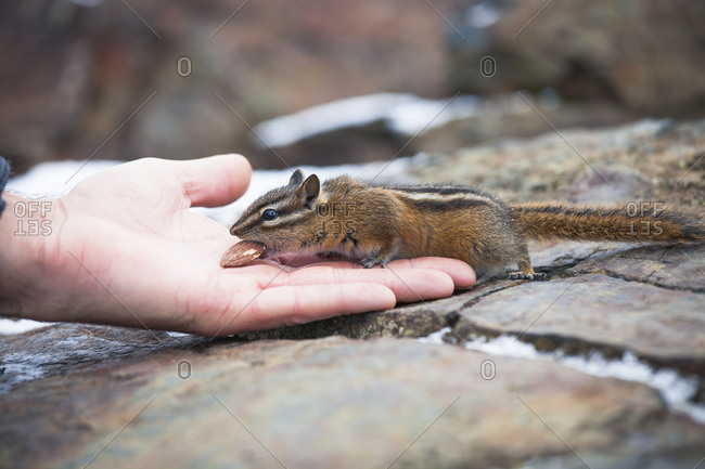 Side view of least chipmunk,  tamias minimus,  eating from hand