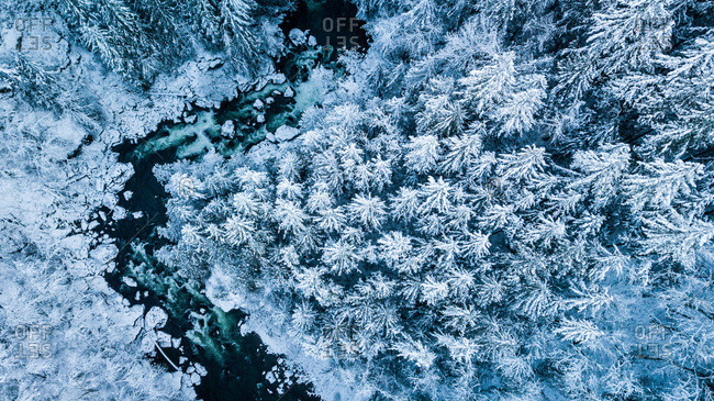 Winter drone aerial of pine trees North Fork River,  North Bend,  WA