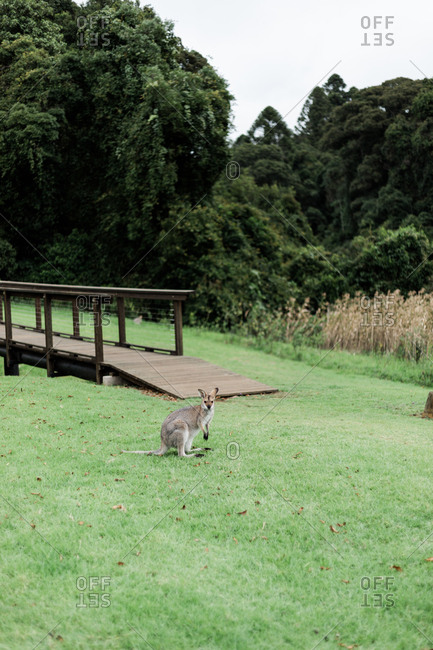 Portrait of a young wallaby standing in the grass by a wooden pathway