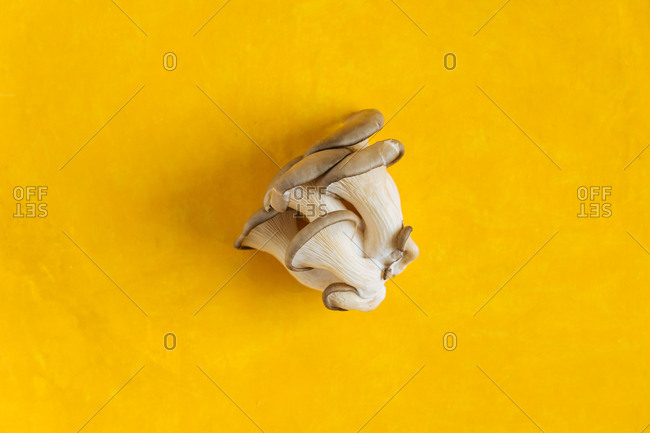 Mushrooms on a yellow background