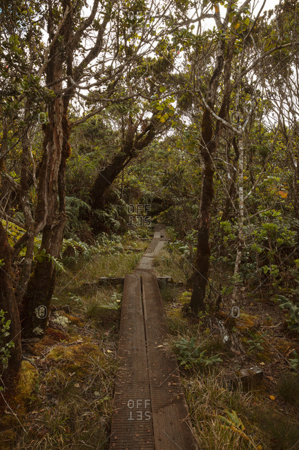 Trail in Kokee State Park, Kauai, Hawaii
