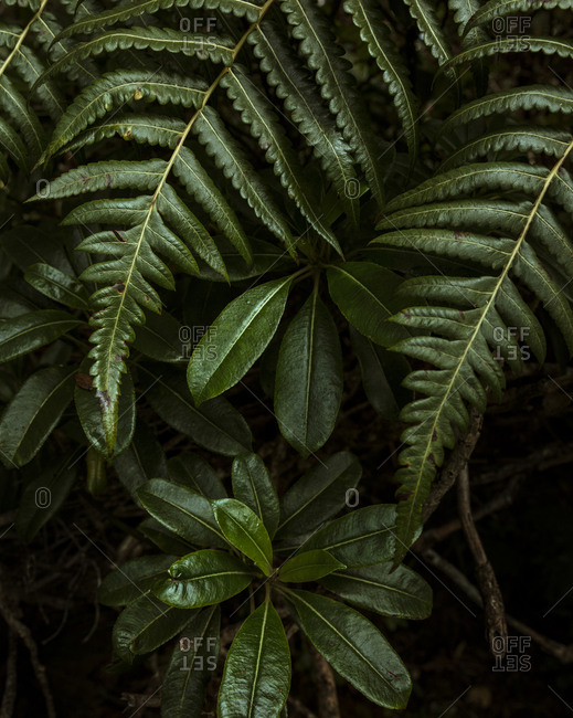 Close up of green jungle plants