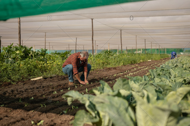 Side view of senior Caucasian male farmer planting the radish plant in the field on a sunny day