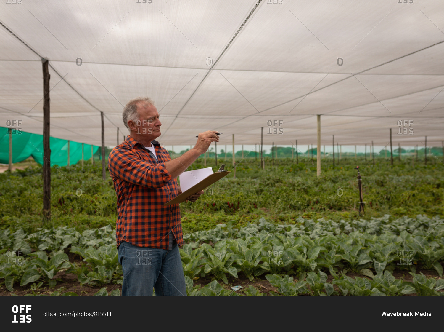 Side view of a senior Caucasian farmer maintaining the record of plants on clipboard in greenhouse