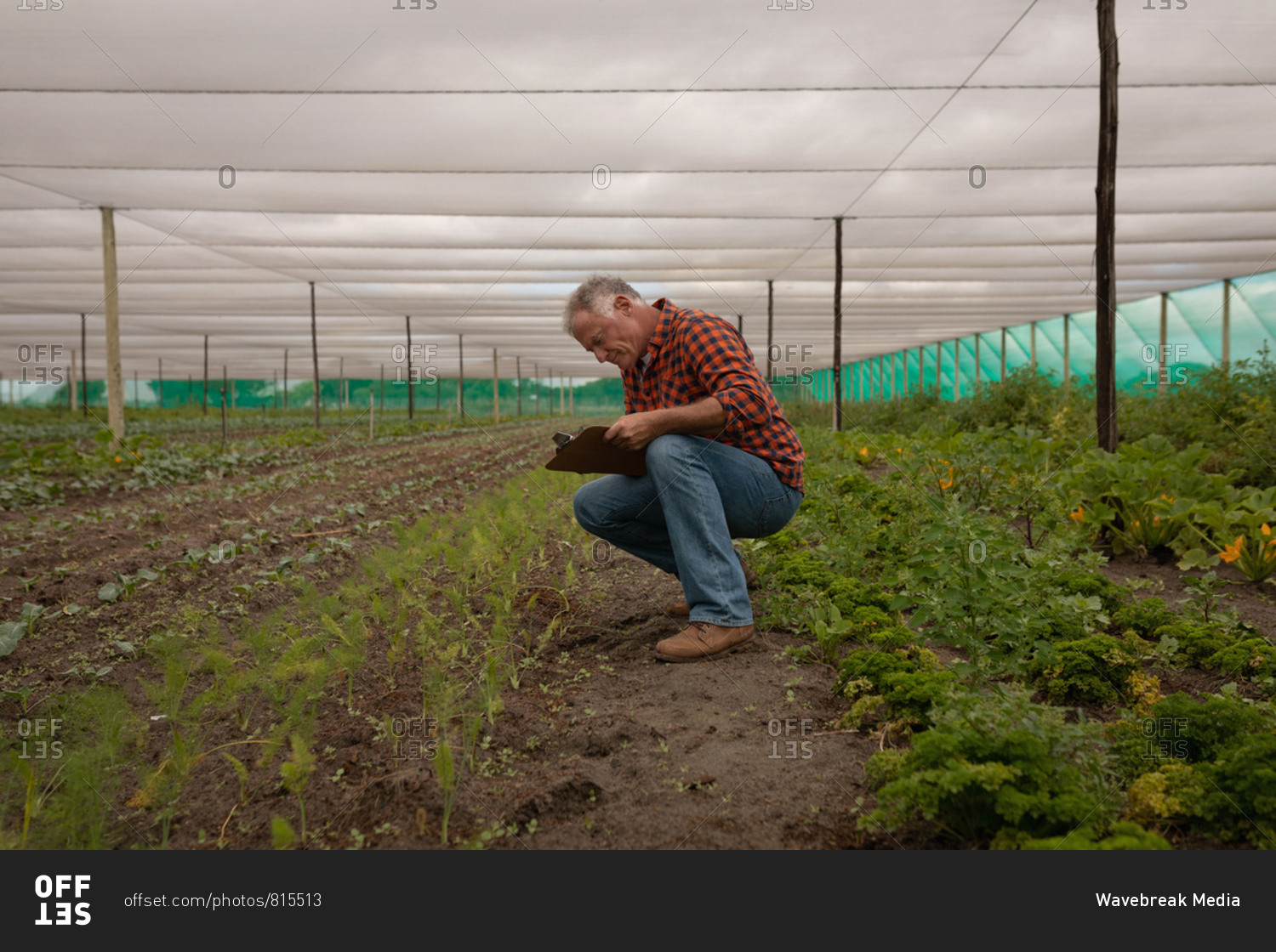 Side view of a senior Caucasian male farmer maintaining the record of plants on clipboard in green house